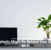 Houseplants Might Be Behind Your Sluggish Wi-Fi